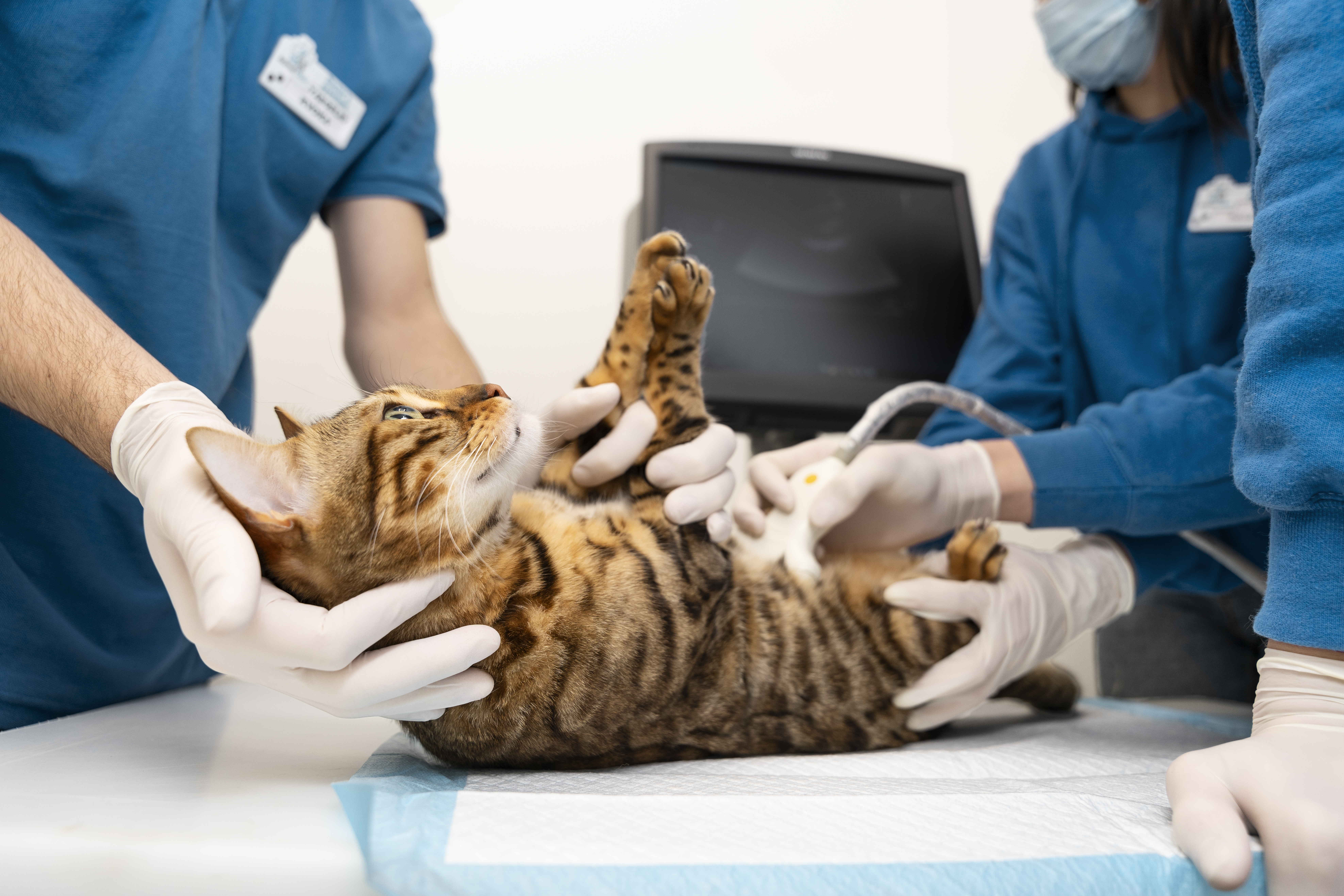Male Cat Neutering Camp image